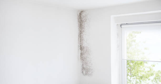 Professional Mold Removal in Woodfin, NC