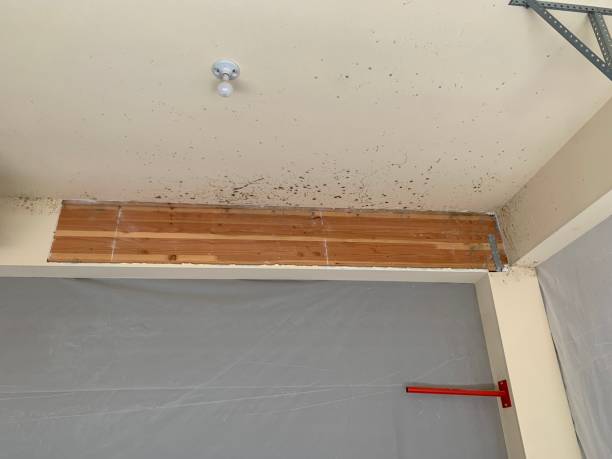 Best Commercial Mold Inspection  in Woodfin, NC
